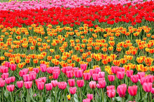 Srinagar’s Famous Tulip Garden Is Now Open To Public