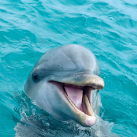 Dolphin Safari is  expected to become a feature of Jharkhand's ecotourism effort.