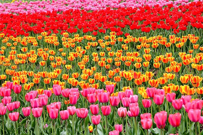 Srinagar’s Famous Tulip Garden Is Now Open To Public