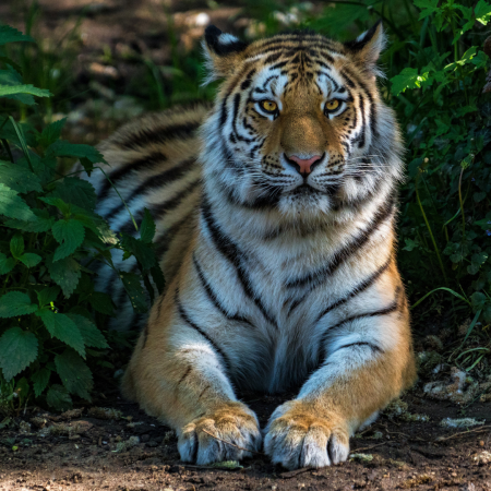 Gujarat is preparing to open the state's first tiger safari park in Dang |  Tripclap
