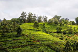 4N/5D Ooty Tour Package with Flights