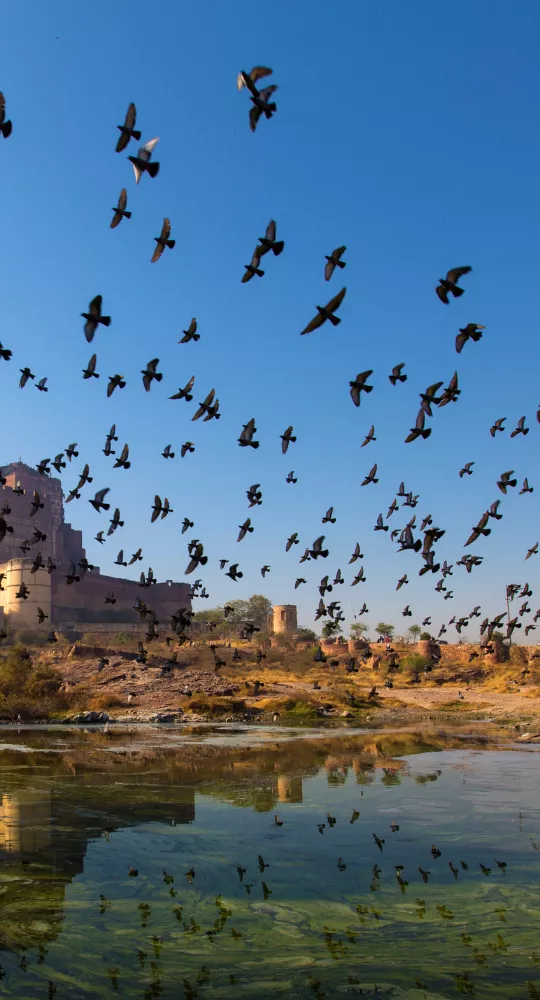 Majestic forts of Jodhpur