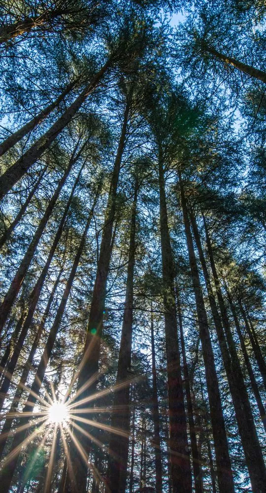 lush green trees in pithoragarh