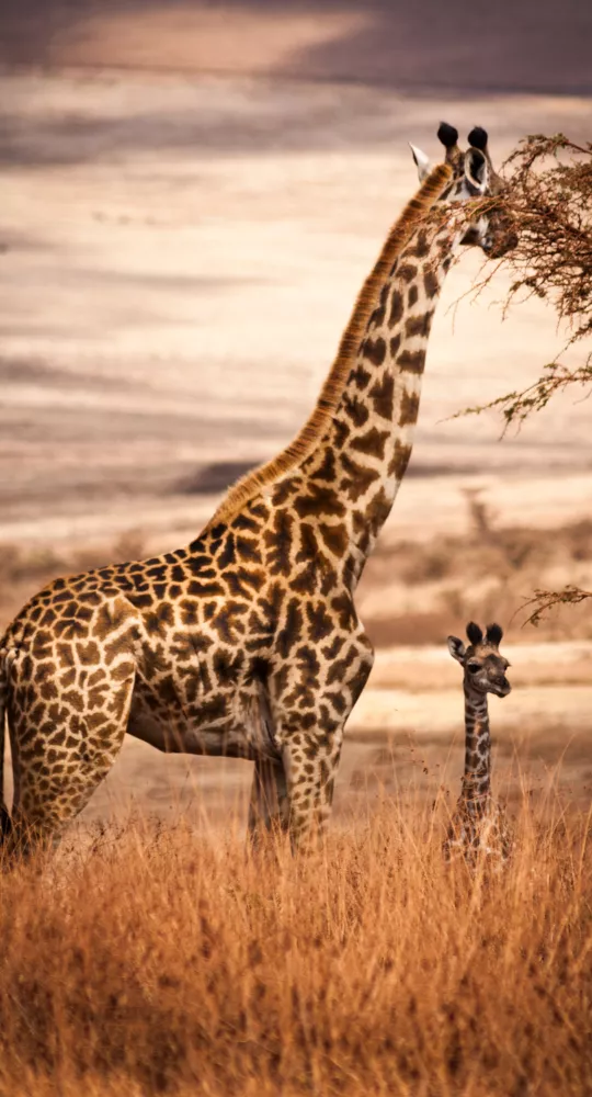 Tanzania- a perfect blend of wildlife & natural wonders