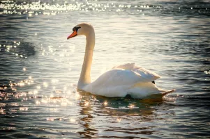 Swan Lake