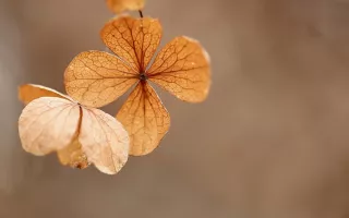 Jwalamukhi Devi Temple