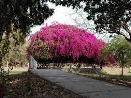Bougainvillea Garden
