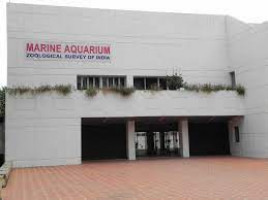 Marine Stationaquarium Of Zoological Survey Of India