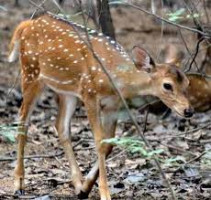 Rangapahar Reserve Forest
