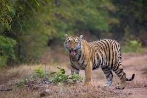 Tiger View Jungle Camp