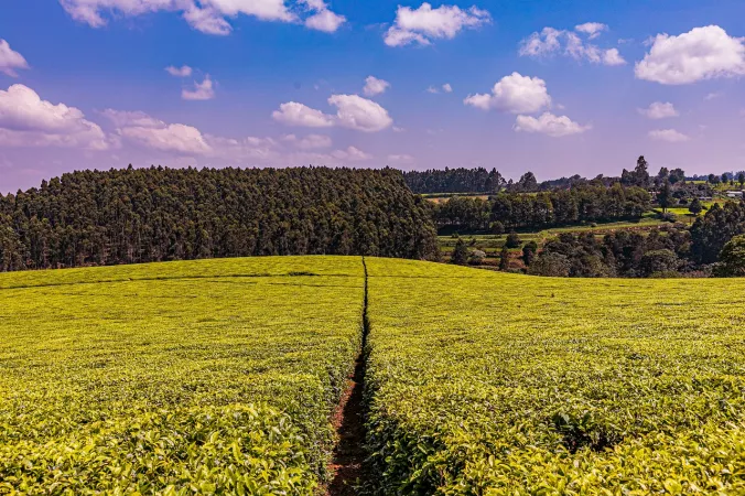 Kolukkumalai Tea Estate