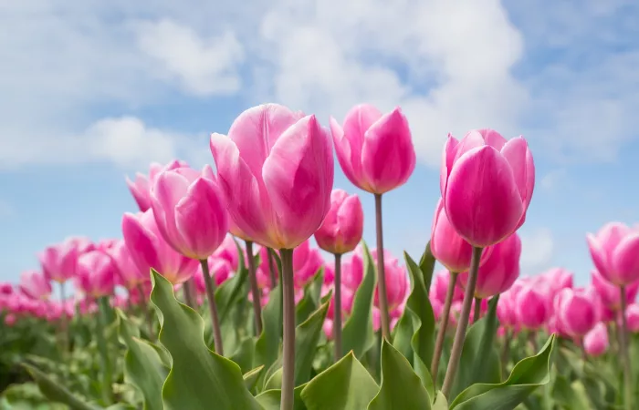 See the Tulips at Gulhane Park