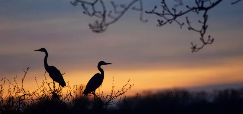 The Fudam Bird Sanctuary Diu