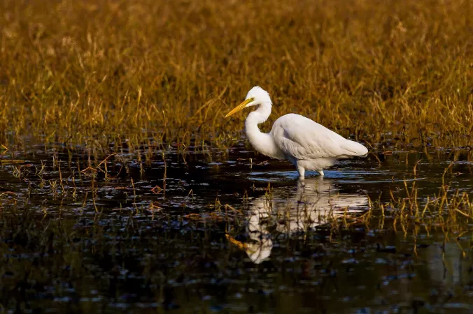 Mahananda Weir Wildlife Sanctuary