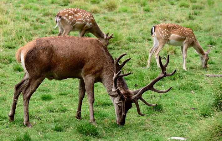 Daying Ering Wildlife Sanctuary