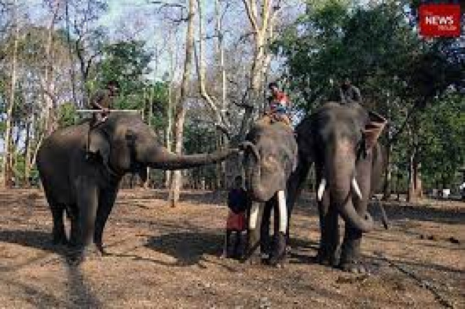 Elephant Training Camp