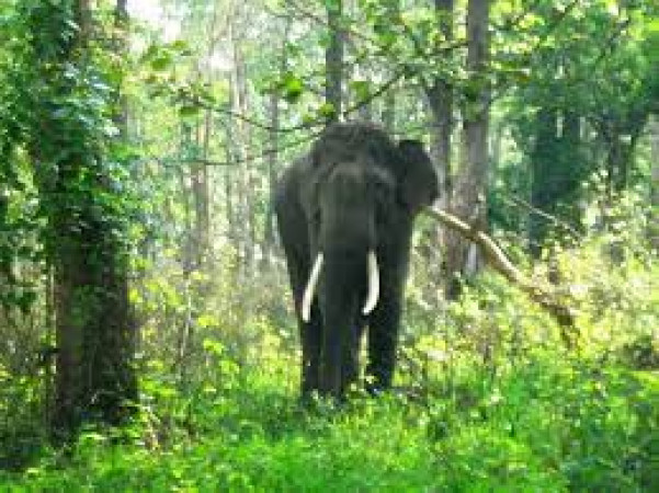 Nilgiri Biosphere Reserve Travel Guide, About Nilgiri Biosphere Reserve  Tourism (2023) - TripClap