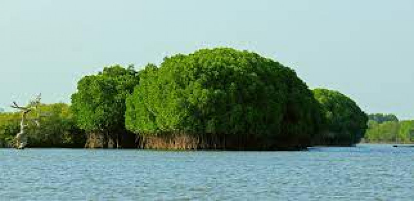 Pichavaram Backwaters And Mangrove Forests