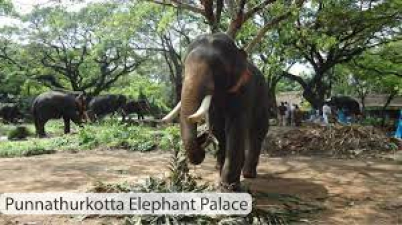 Punnathurkotta Elephant Palace