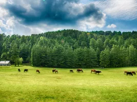 A complete guide on Khajjar - the mini Switzerland of India