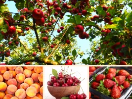 Himachal Pradesh - The fruit bowl of India