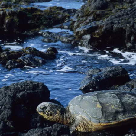 Andaman and Nicobar Islands have India's best breeding beaches for three kinds of marine turtles