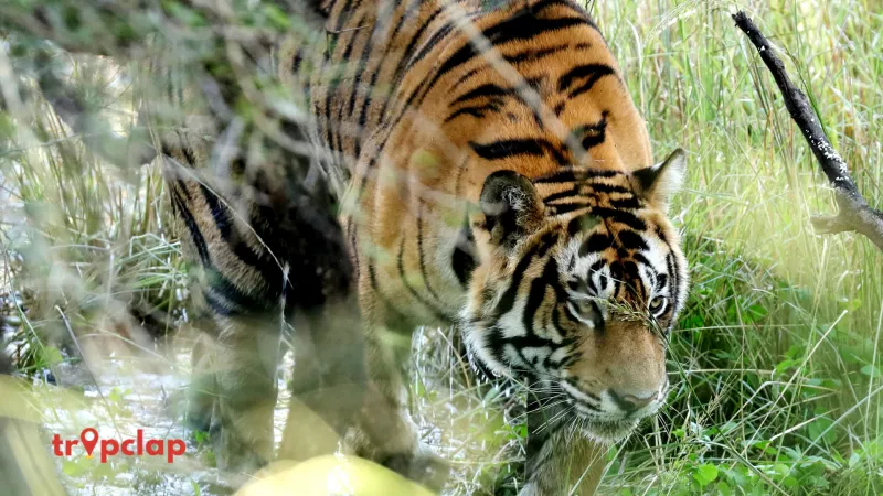 1. Ranthambore National Park