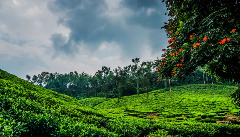 Handpick some tea leaves at Chikmagalur Tea Plantation