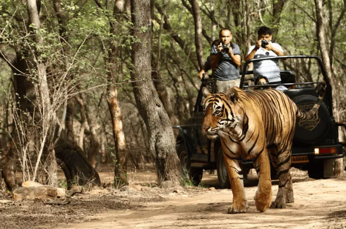 Explore the Melghat Tiger Reserve