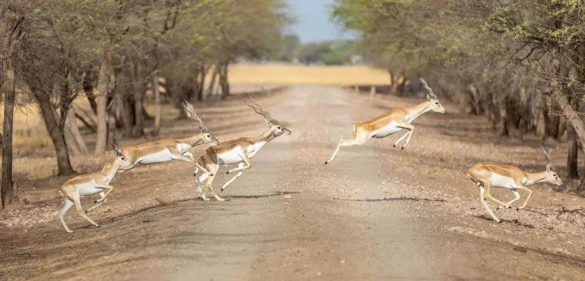 Visit the wildlife at the Bhavnagar Blackbuck National Park