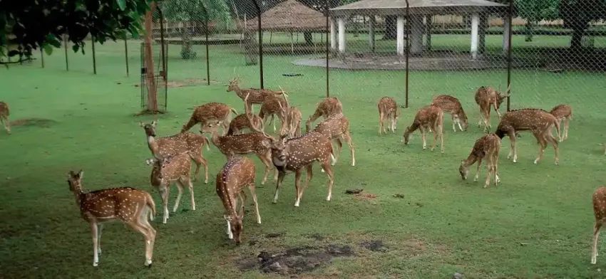 Spend a day at The Deer Park