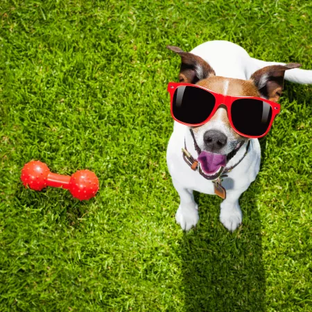 2.Puppy Cuddles Dog Café