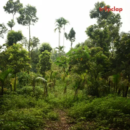 2. Mawlynnong (Meghalaya)