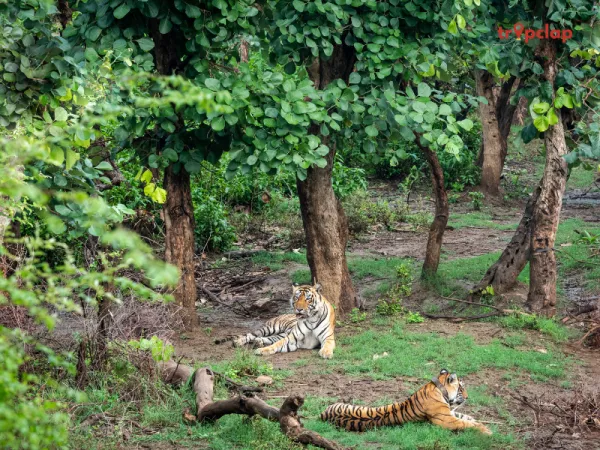 8. Sariska 