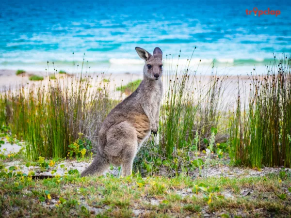 The Ghan, Australia: 