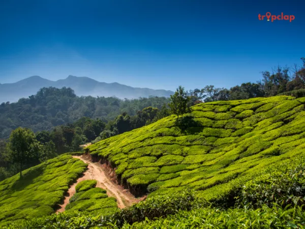 6. Munnar