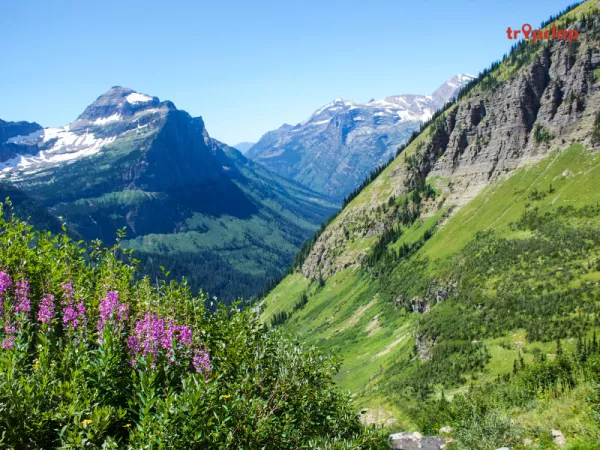 Things to do in valley of flowers trek