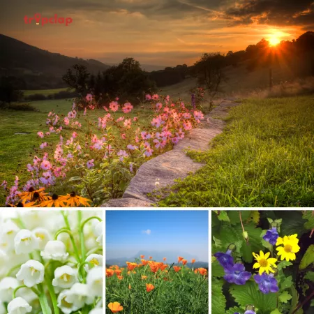 A detail guide about valley of flowers national park, valley of flowers trek and best time to visit.