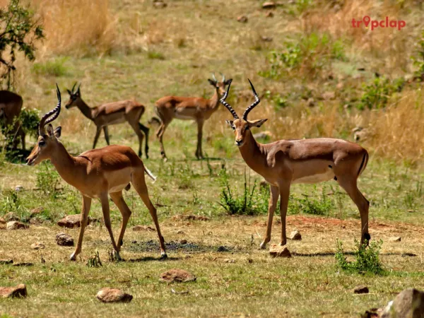 Sajjangarh Wildlife Sanctuary
