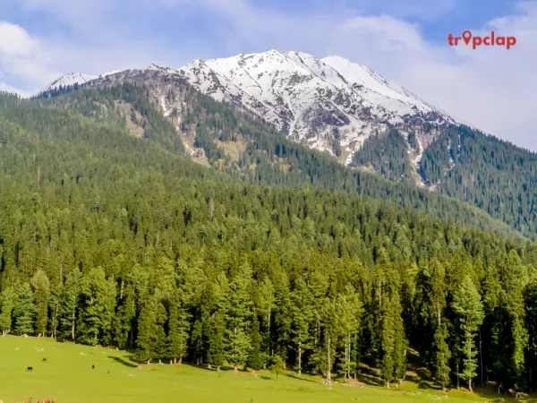 Yusmarg - The Hidden Gem