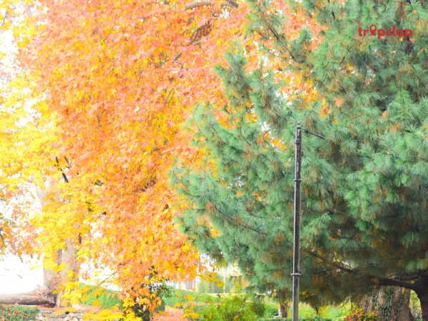 Kokernag - The Natural Beauty