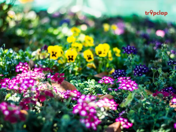 2. Stroll Through the Botanical Gardens