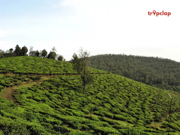 4. Explore the Tea Gardens