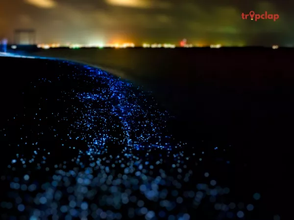 Why sea of stars Maldives is so popular? 