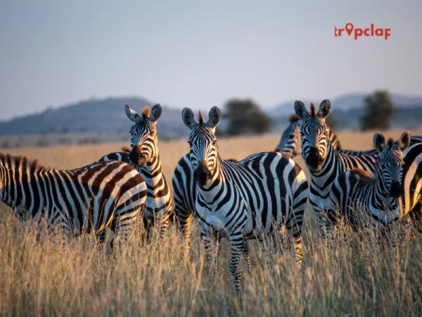 10. Serengeti National Park, Tanzania