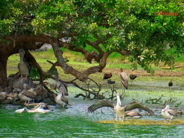 8. KARNALA BIRD SANCTUARY