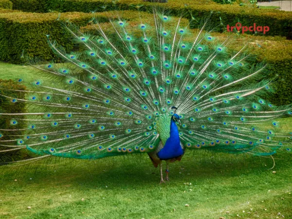 8 Bharatpur Bird Sanctuary