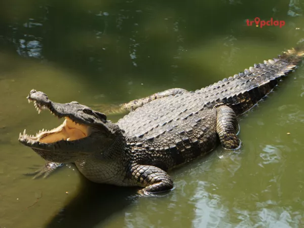 Amo Chhu Crocodile Breeding Centre