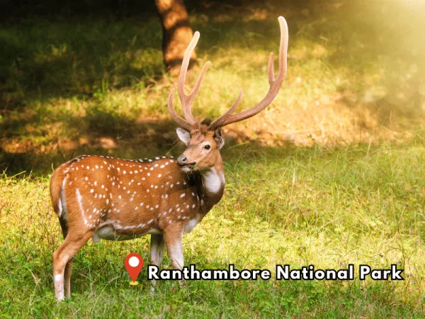 1.12 Ranthambore National Park