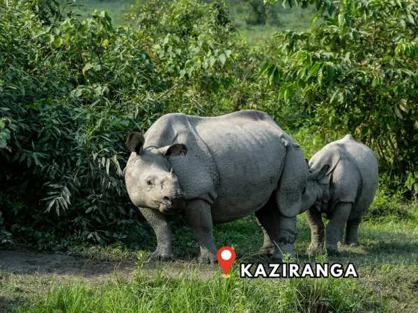 3.5 Kaziranga National Park
